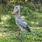 Mabamba Shoebill Tour