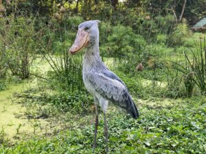Mabamba Shoebill Tour