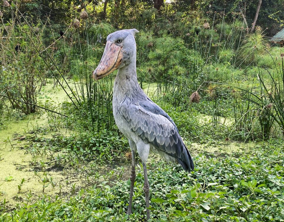 Mabamba Shoebill Tour